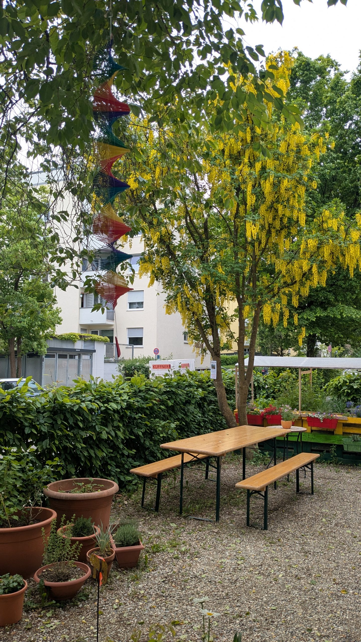 Goldregen